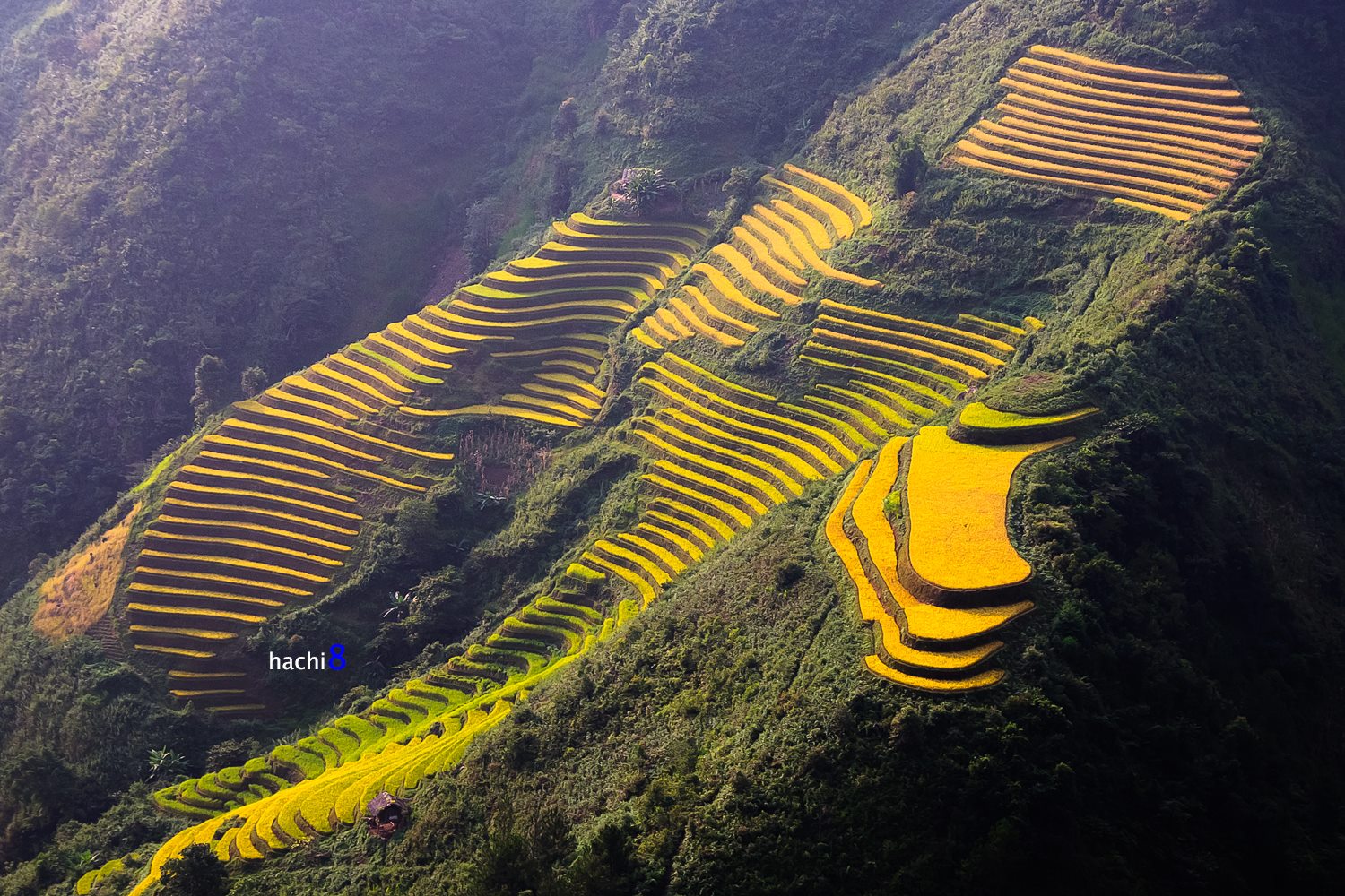 soi cầu Trà Vinh