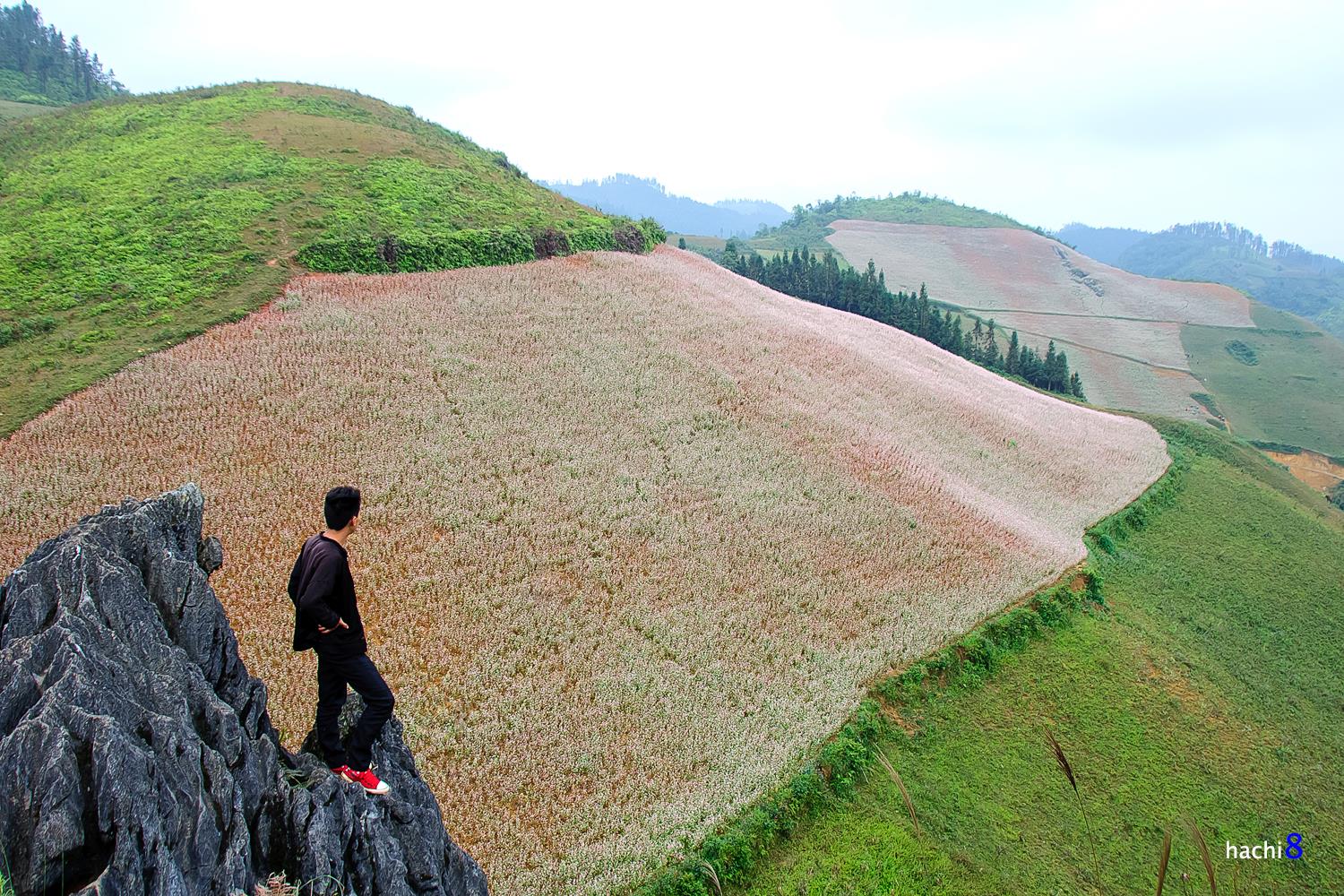 soi cầu Tiền Giang