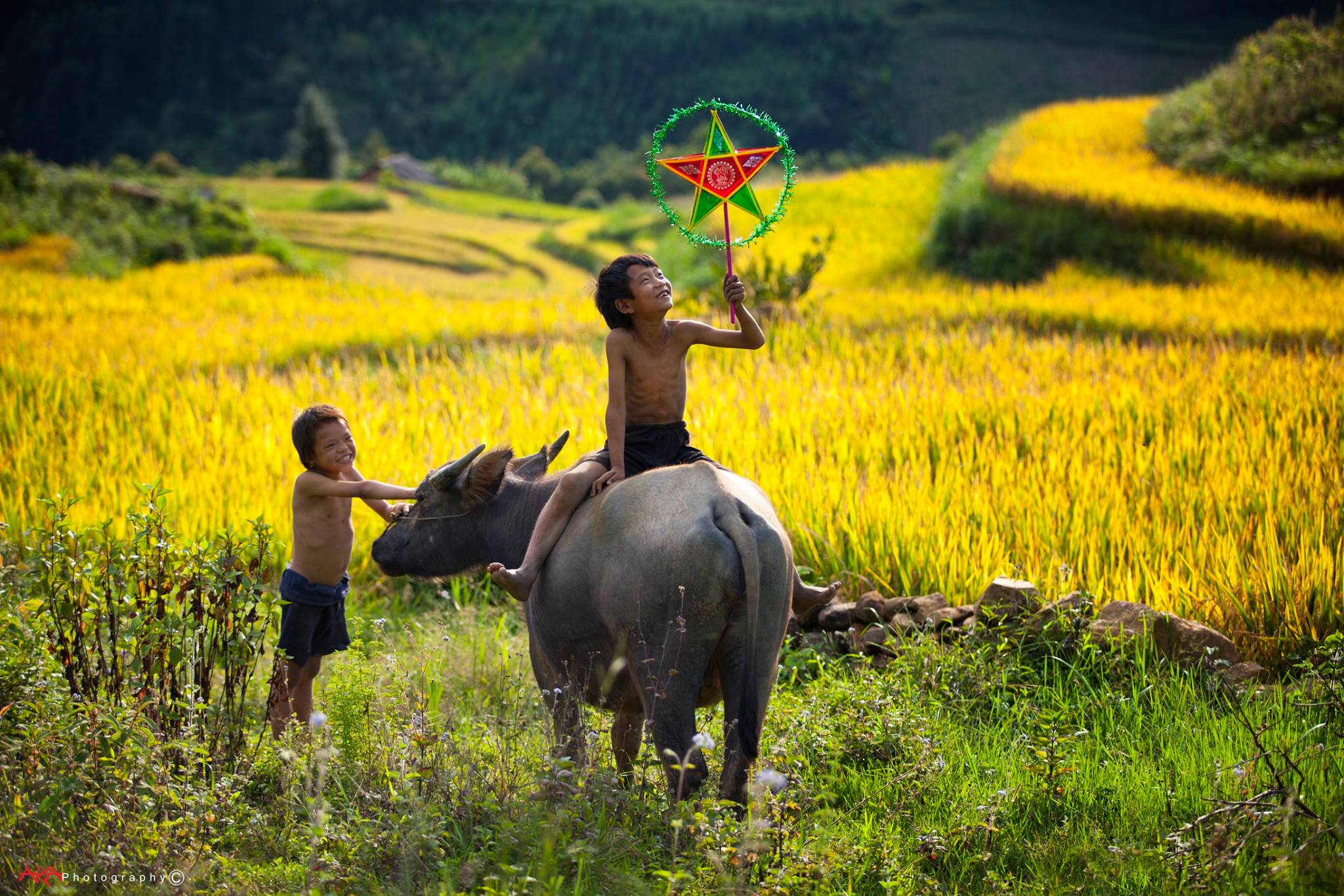 soi cầu Gia Lai