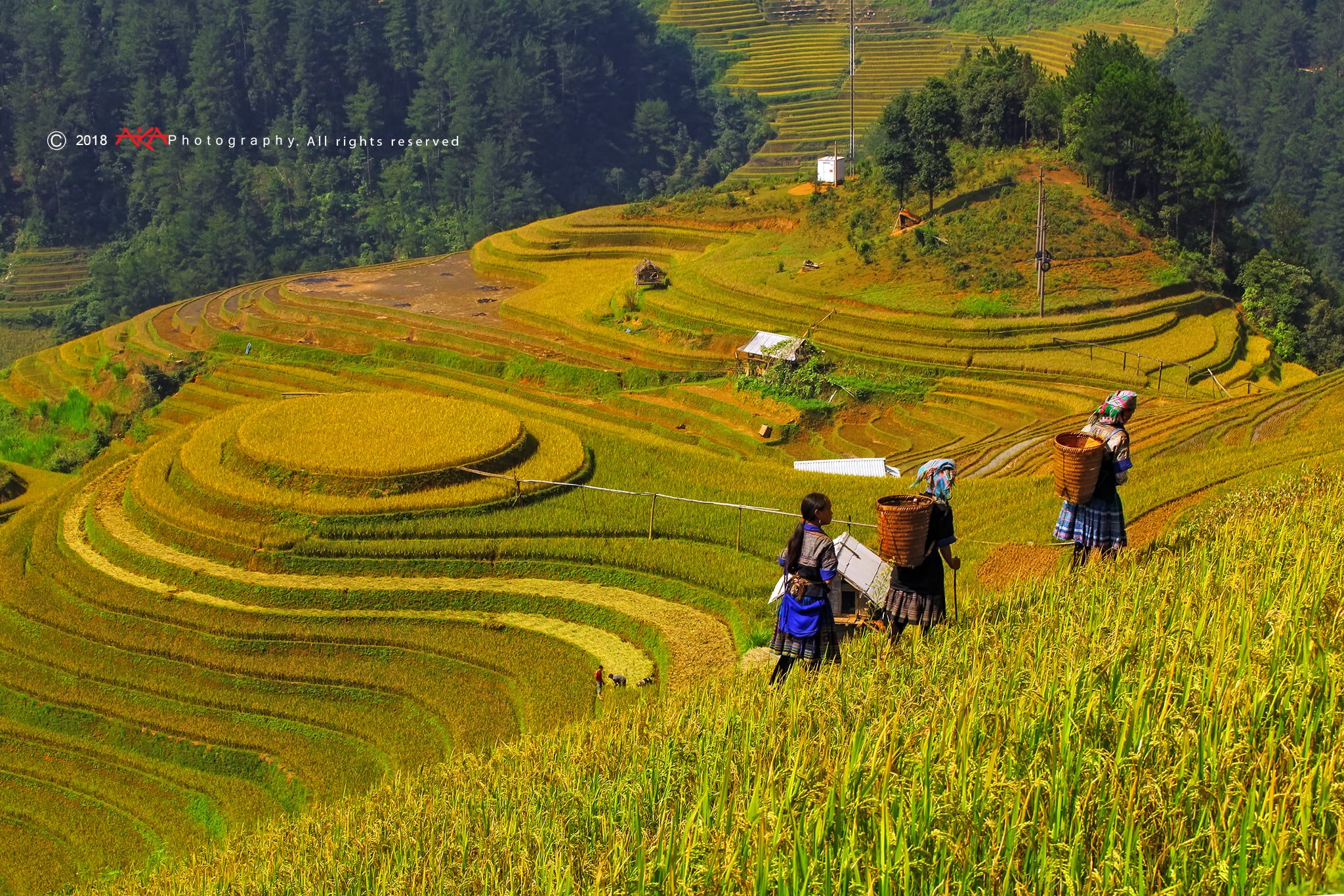 soi cầu Trà Vinh